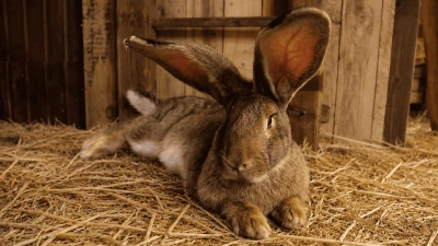 Lapin géant