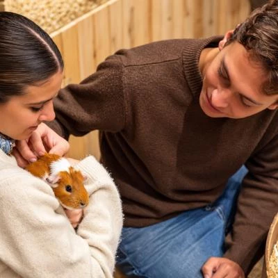 Adulte avec cochon d'Inde
