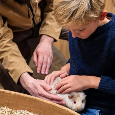 cochon d'Inde avec enfant