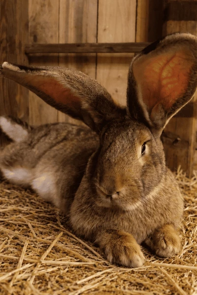 Lapin géant