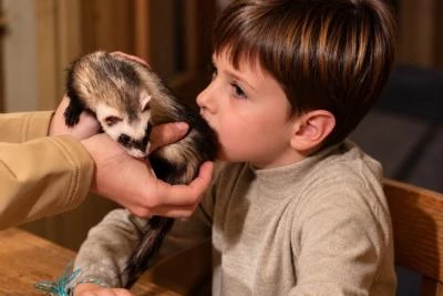 Enfant sent un furet