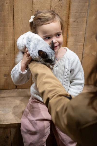 Visiteur avec un chinchilla
